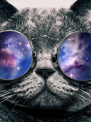 That galaxy cat is back!